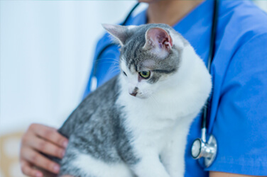 Faut-il investir en Bourse dans l’action du groupe de santé animale Zoetis dont le cours a baissé et qui réduit ses prévisions ?